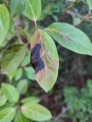 Erysiphe hedwigii
