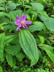 Melastoma malabathricum