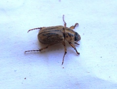 Cyclocephala