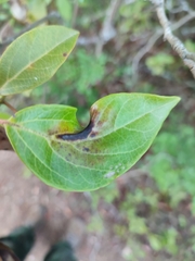 Erysiphe hedwigii