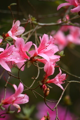 Rhododendron rubropilosum