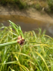 Scirpus radicans