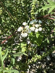 Fagopyrum esculentum
