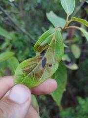 Erysiphe hedwigii