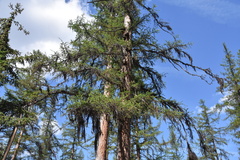 Larix occidentalis