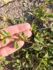 Hermannia ternifolia