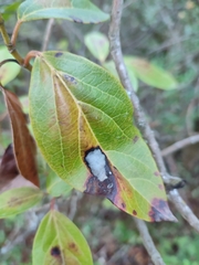 Erysiphe hedwigii