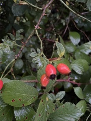 Rosa arvensis