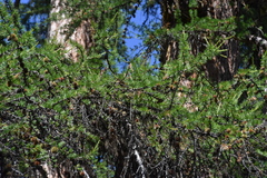 Larix occidentalis