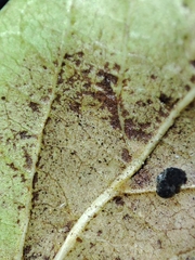 Erysiphe hedwigii