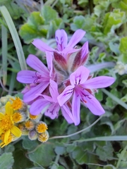 Pelargonium capitatum