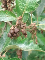 Andricus grossulariae