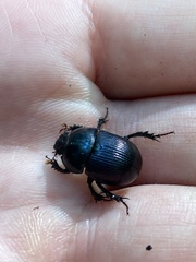 Geotrupes balyi