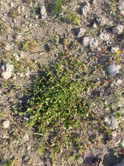 Hermannia ternifolia