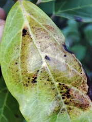 Erysiphe hedwigii