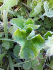 Pelargonium capitatum