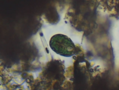 Miozoa