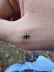 Adalia decempunctata