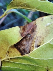 Erysiphe hedwigii