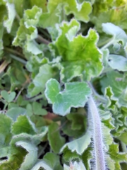 Pelargonium capitatum