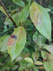Erysiphe hedwigii