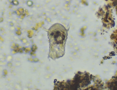 Sessilida