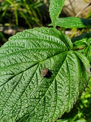 Asopinae