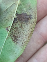 Erysiphe hedwigii