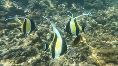 Zanclus cornutus
