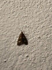 Dysauxes famula