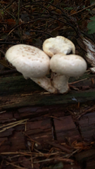 Neolentinus lepideus