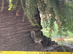 Sciurus carolinensis