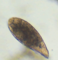 Hypotrichia
