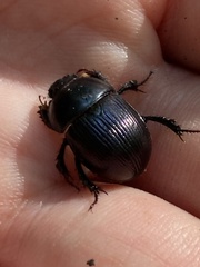 Geotrupes balyi