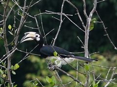 Anthracoceros albirostris