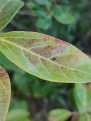 Erysiphe hedwigii