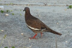 Zenaida asiatica asiatica