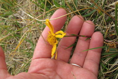 Jacobaea