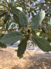 Quercus agrifolia