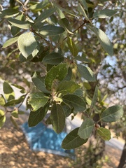 Quercus agrifolia