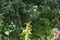 Lilium philadelphicum