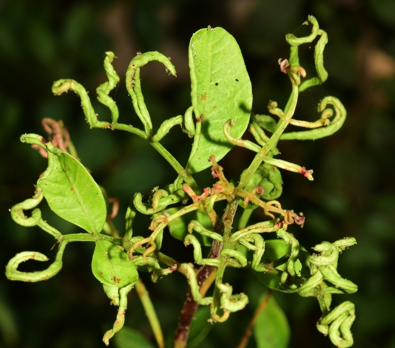 Aceria stefanii