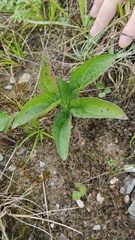 Scrophularia umbrosa