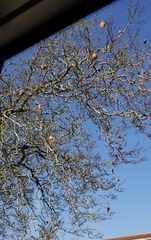 Jacaranda mimosifolia