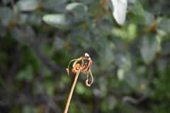 Lilium philadelphicum