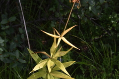 Lilium philadelphicum