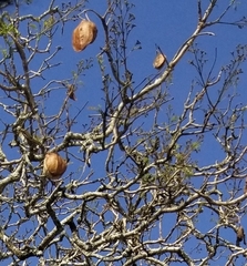 Jacaranda mimosifolia