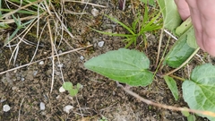 Scrophularia umbrosa