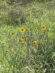 Thelesperma filifolium