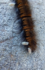Microgastrinae